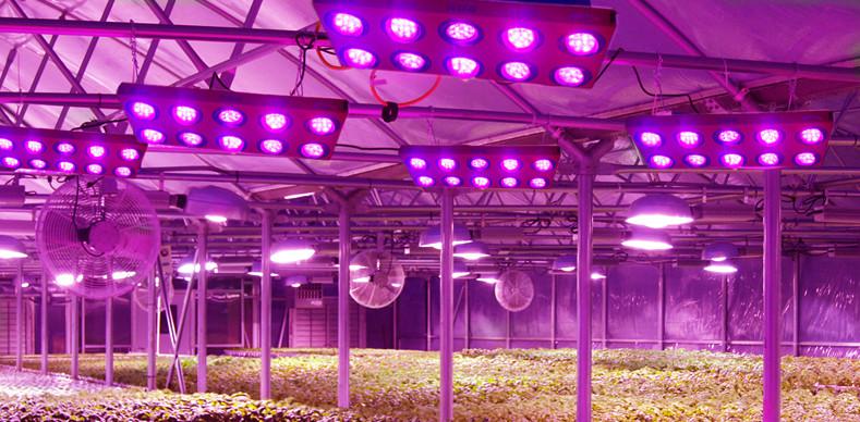 CHOOSING LED GROW LIGHTS FOR YOUR PLANTS