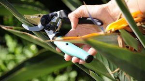 Pruning-Shears