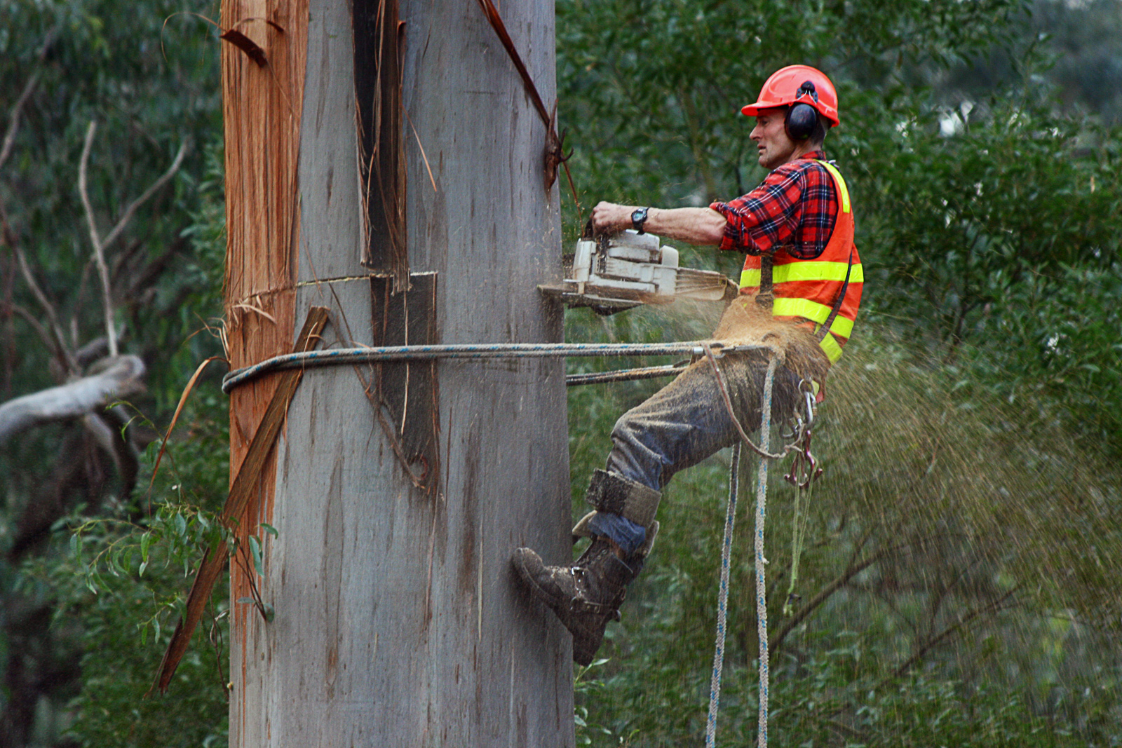 When Hiring Tree Surgeons