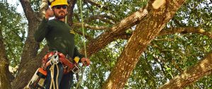 Tree Arborist